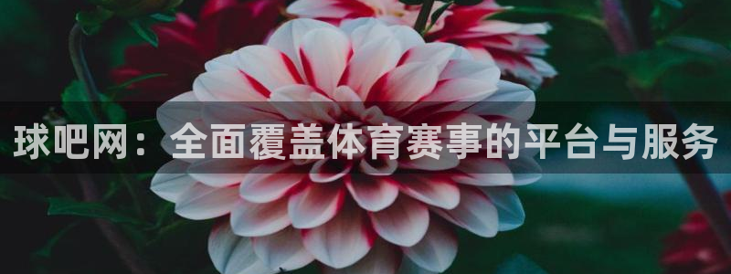 球吧网：全面覆盖体育赛事的平台与服务
